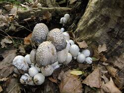 2121980795_Coprinopsis_strossmayeri_OK_20170907.thumb.JPG.4b68518930dd118014a9b8e5ddc456ef.JPG