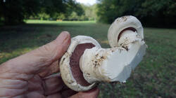 227135683_Agaricus_bitorquis_AWP_20240927_.thumb.JPG.734525a28936668576125ace6d31f2c9.JPG