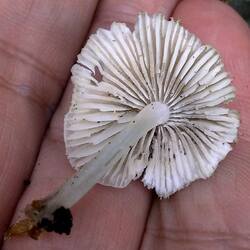 259212759_063.thumb.jpg.a5e3b2b27125591eccdc6059ccd514da.jpg