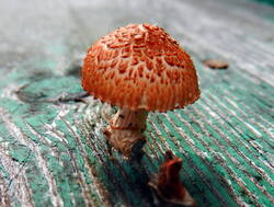 35.thumb.JPG.12d292043694064a59e4076474daa9e7.JPG