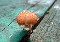 36.thumb.JPG.fd4a6e63c223aff0f8a5a33d01ffad7d.JPG