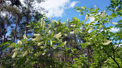 369269671___Prunus_serotina__20260508.thumb.JPG.0ba26c81aa8d27a77a83fa2fa276d3ff.JPG