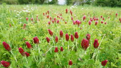 468677131___Trifolium_incarnatum__20260506.thumb.JPG.c12b8cfae6dcdb9a0ed66ff6b9ae4478.JPG