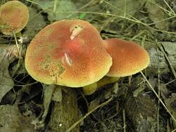 498552284_Xerocomuschrysenteron(58).thumb.jpg.8a36916d198c3c3aaeb2938f1d75ad3f.jpg