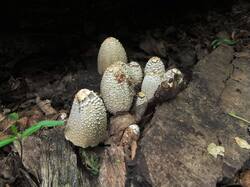 512644441_Coprinopsis_strossmayeri_OK_20170514.thumb.JPG.7c7a718d0daa2102845cdfa5d118c6b8.JPG