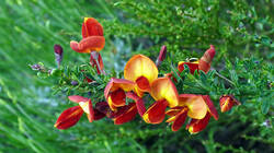 540747962___Cytisus_.thumb.JPG.2f00fcbcab83f70e55541ea775fea258.JPG