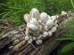 550338373_Coprinopsis_strossmayeri_OK_20240428.thumb.JPG.ad06268506c39f4a70950d0398f8ffc3.JPG