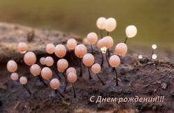 ДР5.jpg