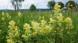 688172142___Rhinanthus_alectorolophus_.thumb.JPG.91a1d4f77ed54e1595adb49ef80f192b.JPG