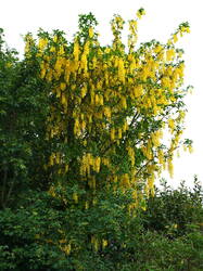 73314830___Laburnum_alpinum_.thumb.JPG.31e985f3c739647868b1361a6f5243e3.JPG
