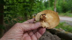 751578123___.thumb.JPG.f200c951708fa9fc438aad8cd50d33ae.JPG