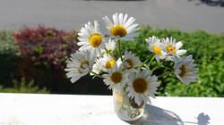 755227556___Leucanthemum_superbum.thumb.JPG.68389e4a29eb0620e7e13ed8ecbca373.JPG