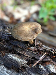 772142153___Lentinus_arcularius.thumb.JPG.359bf5105c99835792b59d015b0a0608.JPG