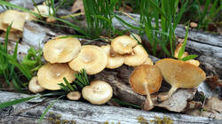 779823835_Lentinus_arcularius__20260520.thumb.JPG.ddeb3782892ea50a06c493200ce130dc.JPG