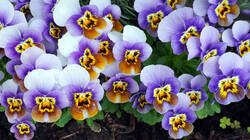 781698011___Viola_.thumb.jpg.02e04f5b093d400962429003911b1424.jpg