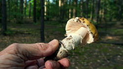 791190453__-_Amanita_gemmata.thumb.JPG.2cdf8094be6981e2bcfe5e89d7a28356.JPG