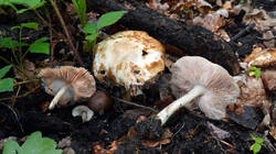 817391455___Pluteus_cervinus.thumb.JPG.0aba4211f83c543787e2d7190bcf1396.JPG