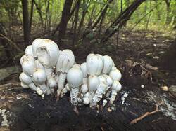 830017939_Coprinopsis_strossmayeri_OK_20210815.thumb.JPG.cdf076782a39a2a4789692ba711751b8.JPG