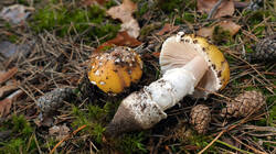 860437407__-_Amanita_gemmata_2.thumb.JPG.4e62cbedae840b725fcce9310f116f60.JPG