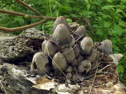 868801365_Coprinopsis_strossmayeri_OK_20240428(1).thumb.JPG.0722b1bfa8f1278d5b7fa8f88f876a02.JPG
