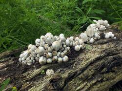 869155544_Coprinopsis_strossmayeri_OK_20240428(3).thumb.JPG.5c71d628796b970bb6e0fbcfaa1db008.JPG