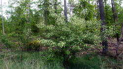 896626749___Prunus_serotina__2026_0508.thumb.JPG.9ca793f87df7a914e09e2141190d2e3a.JPG