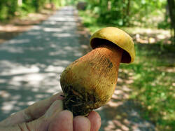 921244886____Suillellus_luridus.thumb.JPG.d0983aa6784d7ceee4931d74a71f1e02.JPG