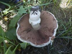 924876582_Agaricus_bernardii_OK_20260524(3).thumb.JPG.a8290f0a3139ce0da4f406390d75db7c.JPG