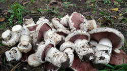 Agaricus__bitorquis_AWP_2024_0927.thumb.JPG.a8420e23a346cb205d3bd7317ceedd4e.JPG