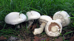 Agaricus_arvensis_2_AWP_20191013.thumb.JPG.00b9631c2e9141e104a4987d8dded539.JPG