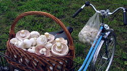 Agaricus_arvensis_6_AWP_20191007.thumb.JPG.31d8116a070680bde49875127ccb0d28.JPG
