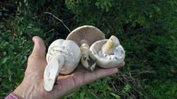 Agaricus_arvensis_AWP_20191013.thumb.JPG.a440f5f9be5686c5651ffd2e9356e532.JPG