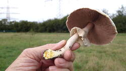 Agaricus_arvensis_AWP_20250929.thumb.JPG.39d16548e92c784fe949062abc9bf1cc.JPG