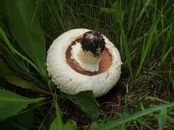 Agaricus_bernardii_OK_20200531.thumb.jpg.743a0baf713a072fb9eefba329e86296.jpg