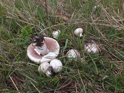 Agaricus_bernardii_OK_20211005.thumb.JPG.d5dc1ac7d9e9575a1215210f1ed2ab0e.JPG
