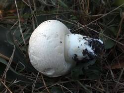 Agaricus_bernardii_OK_20230922.thumb.JPG.ede828846cea0801e796e0452b33dfbf.JPG
