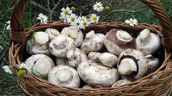 Agaricus_bitorquis_AWP_20250731.thumb.JPG.b417d079bebae8518b34e0da3fd707bd.JPG