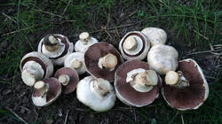 Agaricus_bitorquis_AWP_20250807.thumb.JPG.70ee4df95d796f616aeb7c7533a1b9d1.JPG