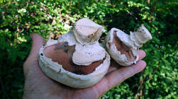 Agaricus_bitorquis_AWP_2025_0805.thumb.JPG.6c489295615bd3892cfc7cfc4e7b241c.JPG