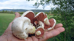 Agaricus_campestris_AWP_20190928.thumb.JPG.13a23c3a44c180dc39818fc938207287.JPG