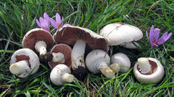Agaricus_campestris_AWP_20220917.thumb.JPG.da7d91bb941a23e02d003d95e8389b16.JPG