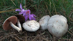 Agaricus_campestris_AWP_20240920.thumb.jpg.bf16d593c98bc9a3eef315b1329ece08.jpg