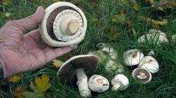 Agaricus_macrosporus_2_AWP_20211031.thumb.JPG.5ae7c7f53e04997966e369f873b922ca.JPG
