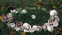 Agaricus_macrosporus_3_AWP_20211031.thumb.JPG.0fff69408fc254e720bd299d22bd3136.JPG