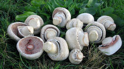 Agaricus_macrosporus_AWP_20211026.thumb.JPG.5d3d2aa872dc59363fc430eb2c94a1c9.JPG