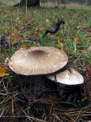 Agaricus_phaeolepidotus_AWP_20231117.thumb.JPG.fa1c9a76ee80015b853d98fb3cc9ff46.JPG