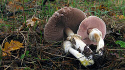 Agaricus_phaeolepidotus_AWP_20231117_.thumb.JPG.c11e412ac66917fed9c46cffb44ae69e.JPG