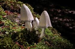 Coprinopsis_strossmayeri_PSA_20190602-01.jpg