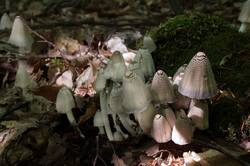 Coprinopsis_strossmayeri_PSA_20190602-02.jpg
