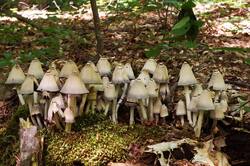 Coprinopsis_strossmayeri_PSA_20190602-03.jpg